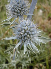 Eryngium bourgatii