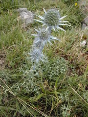 Eryngium bourgatii