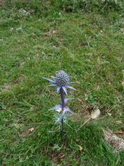 Eryngium bourgatii