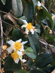 Camellia kissii