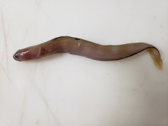 Fish Doctor photo 5