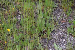 Leontodon longirostris