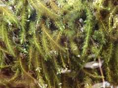 Scleropodium occidentale