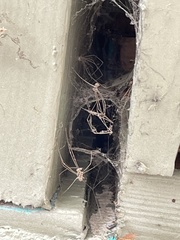 Pholcus phalangioides