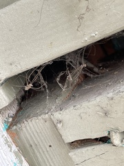 Pholcus phalangioides