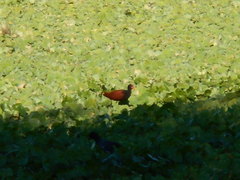 Jacana jacana