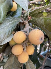 Pittosporum undulatum
