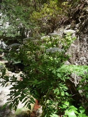 Daucus decipiens image