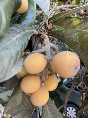 Pittosporum undulatum