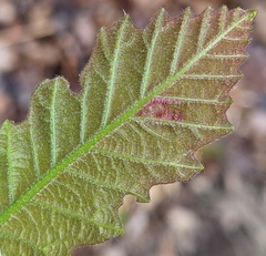 Neuroterus fugiens