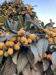 Pittosporum undulatum