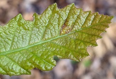 Neuroterus fugiens