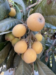 Pittosporum undulatum
