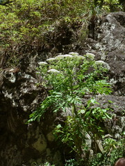 Daucus decipiens image