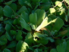 Pistia stratiotes