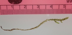 Scleropodium occidentale