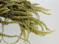 Scleropodium occidentale
