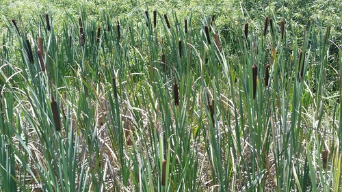 Typha latifolia image