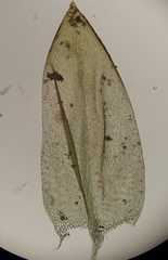 Scleropodium occidentale