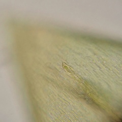 Scleropodium occidentale