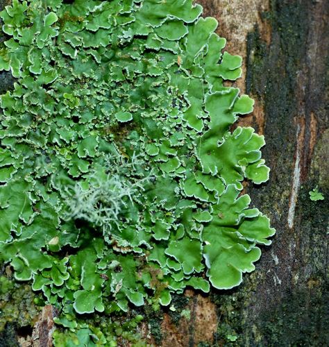 Psoroma microphyllizans image