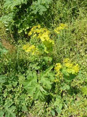 Smyrnium perfoliatum