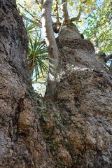 Coprosma propinqua