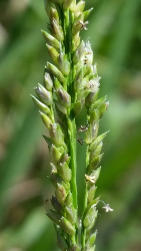 Image of Panicum hemitomon by (c) Jay Horn, some rights reserved (CC BY)