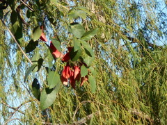 Erythrina crista-galli