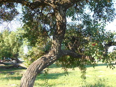 Erythrina crista-galli