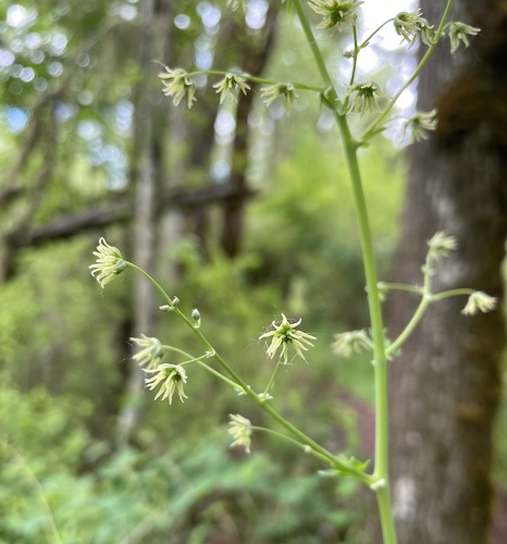 Fendler's Meadow-rue