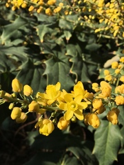 Berberis napaulensis