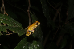 Dendropsophus reticulatus