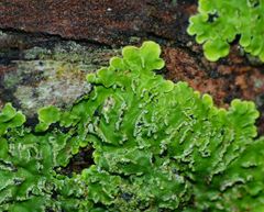 Psoroma microphyllizans image