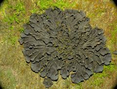 Leptogium cyanescens image