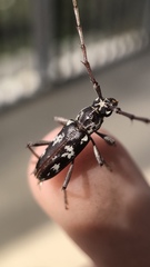 Elaphidion irroratum