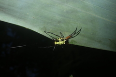 Micrathena kirbyi