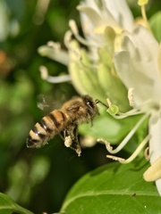 Apis mellifera