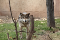 Canis lupus baileyi