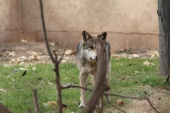 Canis lupus baileyi