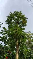 Carica papaya