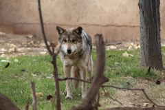 Canis lupus baileyi