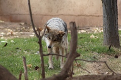 Canis lupus baileyi