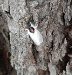 Trichiocercus mesomelas