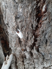 Trichiocercus mesomelas