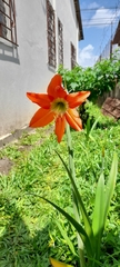 Hippeastrum