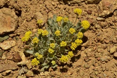 Eriogonum alexanderae
