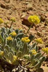 Eriogonum alexanderae