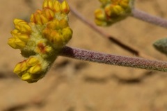 Eriogonum alexanderae