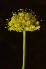 Eriogonum alexanderae